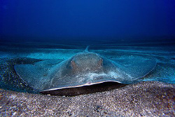Ray on the sand. by Miguel Cortés 